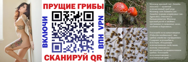 Галлюциногенные грибы прущие грибы  Бабаево 